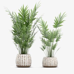 Emporium Bonsai Tree Set Organic